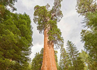 Sequoia-gigante