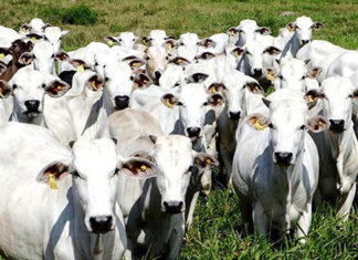 Começa atualização de rebanhos no Paraná