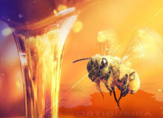 Lupion parabeniza Estado pela conquista como maior produtor de mel do país