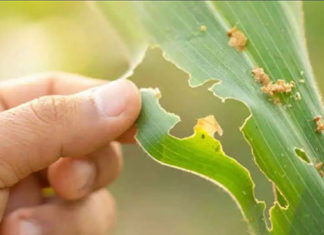 Perdas com cigarrinha do milho serão cobertas pelo Proagro