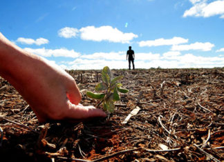 Vazio Sanitário: prazo para colheita da soja termina neste sábado, dia 15