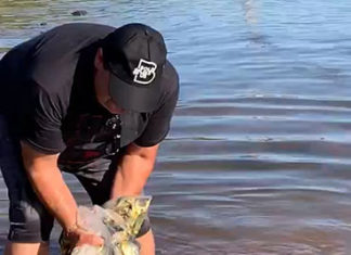 Rios do Paraná são repovoados com 500 mil peixes nativos num período de quatro meses