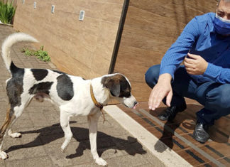 Primeira etapa de castração de cães e gatos na região será no próximo semestre