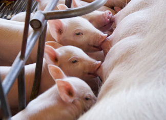 Termina dia 30, prazo para atualizar o cadastramento de rebanhos