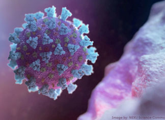 Quem teve Covid-19, anticorpos não protegem contra variante