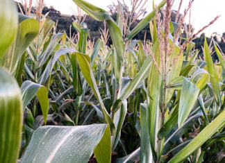 Forte geada impacta regiões produtoras do Paraná, alerta FAEP