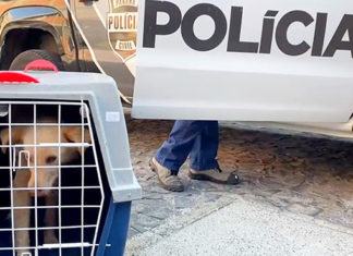 Paraná registra aumento de denúncias de maus-tratos contra animais domésticos em 2021