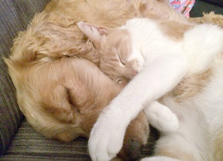 Dores musculares em pets aumentam no inverno