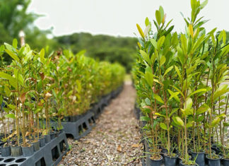 Deputado destaca mobilização da comunidade em ação social do ‘Paraná Mais Verde’