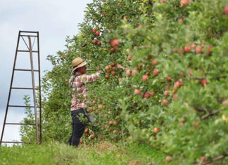 Agricultor do Paraná é exemplo ao Brasil, afirma Romanelli