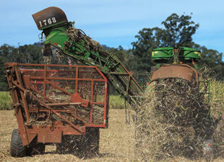 Com tecnologia e produtividade, cana-de-açúcar volta a brilhar no Norte Pioneiro