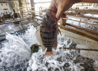 Paraná assume liderança na exportação de tilápia no segundo trimestre