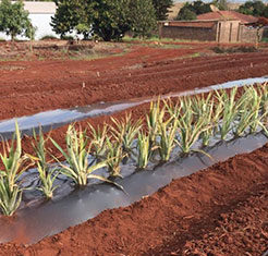 Itambaracá inicia projeto para a plantação de abacaxi