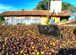 Carlópolis se destaca no país pela qualidade da produção de café
