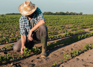 FAEP solicita mais R$ 376 milhões para seguro rural