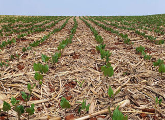 Paraná pode ter plantas de soja emergidas a partir do próximo dia 13
