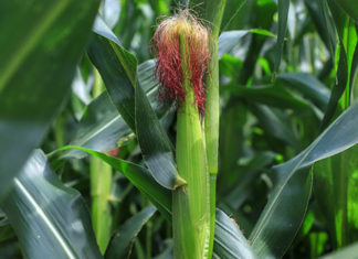 Deral prevê produção de 5,9 milhões de toneladas de milho na segunda safra 2020/21