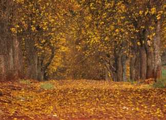 Ipês amarelos no caminho do Sertãozinho
