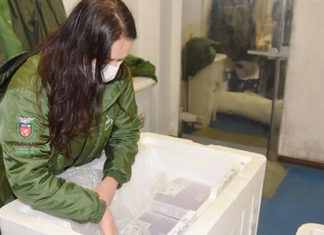 Mais de meio milhão de vacinas contra a Covid-19 começam a ser distribuídas para os municípios