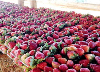 UFPR vai certificar morango do Norte Pioneiro