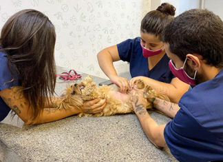 Estado promove campanha de conscientização sobre câncer de mama em pets