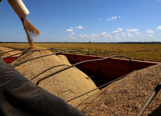 Paraná deve produzir 25,37 milhões de toneladas de grãos na safra de verão