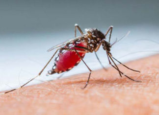 Informe semanal da dengue registra 28 novos casos da doença no Paraná