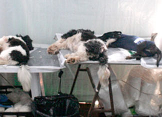 Bandeirantes recebe o programa Castra Pet