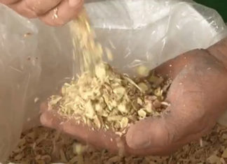 Ginseng do Paraná é disputado por compradores internacionais