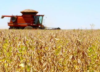 Safra de grãos de verão no Paraná pode chegar a 25,61 milhões de toneladas