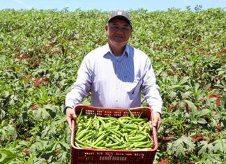 Estimulada por Uraí, produção de quiabo começa a se expandir no Estado