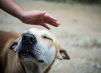 Neste sábado, dia 11, tem mais um Drive Thru Solidário do Projeto Bicho