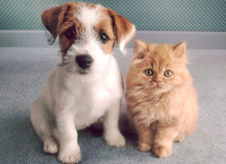 Evento para adoção responsável de cães e gatos