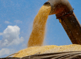 Com estiagem, agricultura paranaense estima redução nas safras de soja, milho e feijão