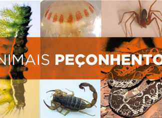 Saúde alerta para cuidados em caso de acidentes com animais peçonhentos no verão