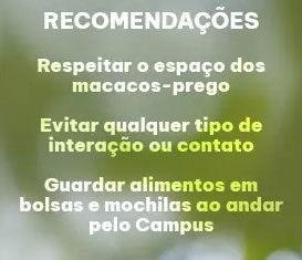 Com volta às aulas, comunidade deve aprender conviver com macacos-pregos no campus