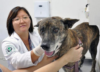 Hospitais veterinários de universidades recebem 22 recomendações do TCE-PR