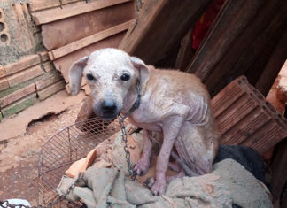 Mulher é presa após maltratar cachorro em Andirá
