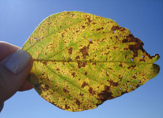 Vazio sanitário no Paraná começa em 10 de junho