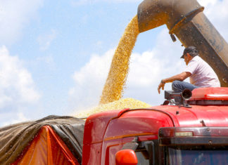 Colheita da primeira safra de milho avança no Paraná e já chega a mais de 60 mil hectares