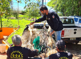 Mais de 200 kg de peixes apreendidos em fiscalização são destinados a instituições de caridade