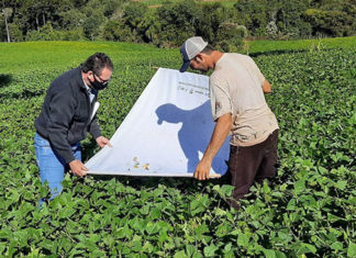 Secretaria da Agricultura alerta pecuaristas sobre os cuidados com pragas das pastagens
