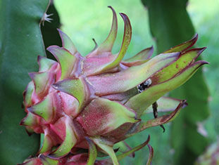 Frutas produzidas no norte pioneiro conquistam certificação internacional para exportação