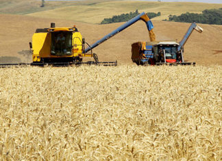 Boletim agropecuário analisa impacto do reajuste do trigo no preço do pão francês
