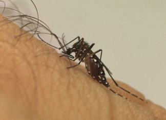 Aumento de Dengue em Cornélio Procópio coloca autoridades em estado de alerta