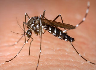 Números de casos de dengue aumentam e cuidados são redobrados