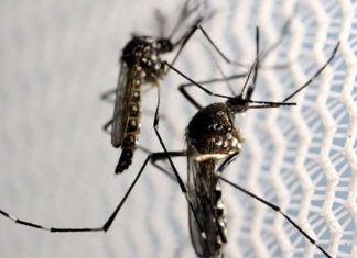 Casos de dengue em todo o país aumentam 95% em relação a 2021