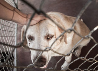 População pode registrar ocorrência contra maus tratos em animais
