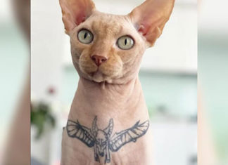 Projeto de lei quer proibir tatuagens e piercings em animais no Paraná