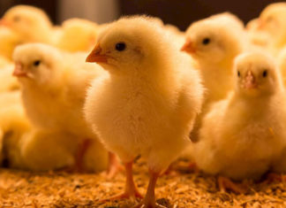 Levantamento de custos da avicultura começa dia 16